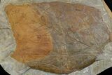 Two Fossil Leaves (Platanus) - Montana #165014-3